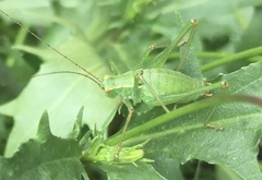 Leptophyes punctatissima
