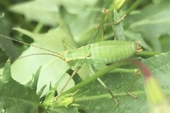 Leptophyes punctatissima