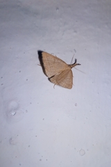 Hypena proboscidalis