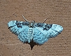 Idaea mustelata