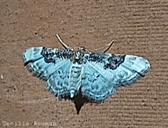 Idaea mustelata