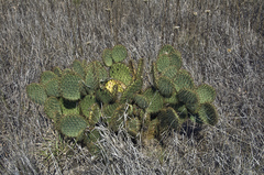 Opuntia strigil