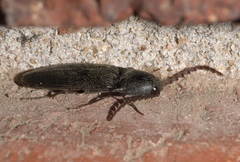 Megapenthes insignis