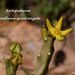 Ceropegia quadrangula - Photo (c) Ali Mohammed Alzahrani, algunos derechos reservados (CC BY-NC)