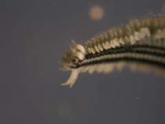 Phyllodocidae