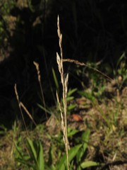 Festuca hallii