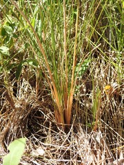 Festuca hallii