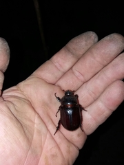 Oryctes nasicornis corniculatus