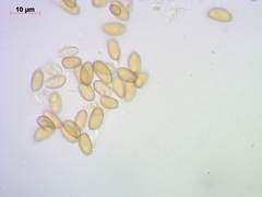 Conocybe filipes