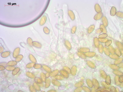 Conocybe filipes