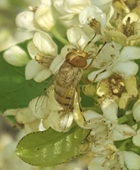 Copestylum sexmaculatum