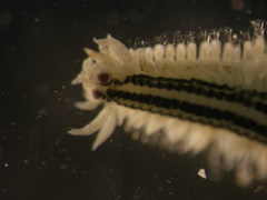 Phyllodocidae