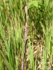 Erysimum inconspicuum