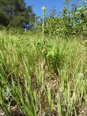 Erysimum inconspicuum