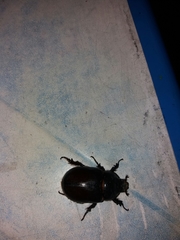 Oryctes nasicornis corniculatus