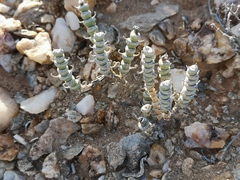 Mesembryanthemum tomentosum
