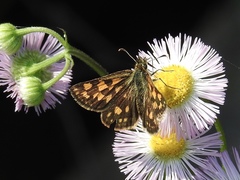 Carterocephalus mandan