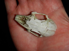 Sylvilagus transitionalis