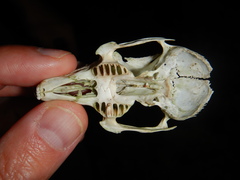 Sylvilagus transitionalis