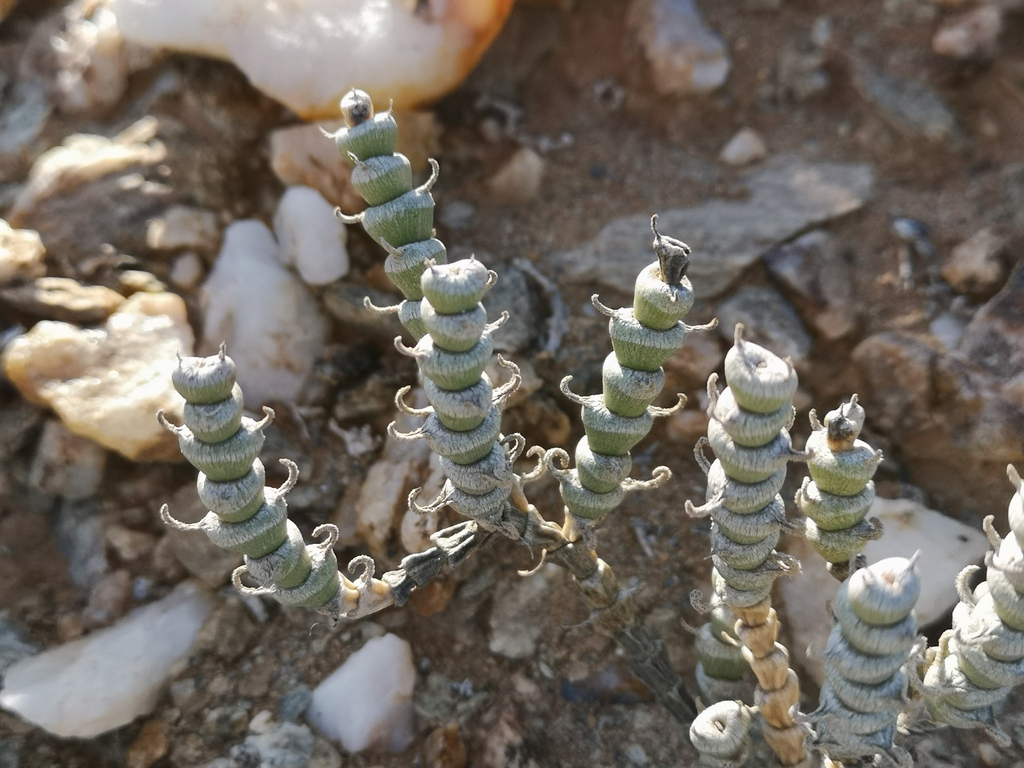Mesembryanthemum tomentosum, Namakwa, ZA-NC, ZA