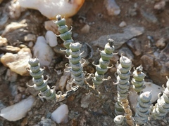 Mesembryanthemum tomentosum