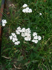 Achillea millefolium