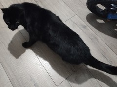 Felis catus