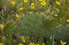 Opuntia tortispina