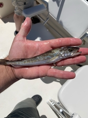 Merluccius bilinearis