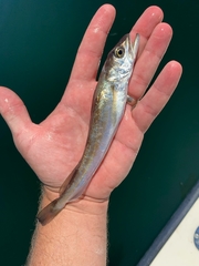 Merluccius bilinearis