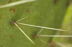 Opuntia tortispina