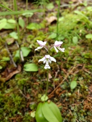 Galearis rotundifolia