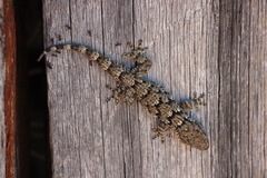 Tarentola mauritanica