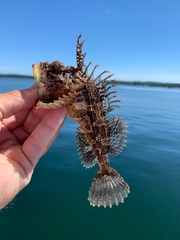 Hemitripterus americanus