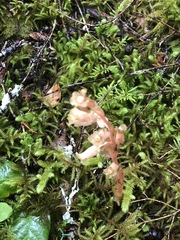 Monotropa hypopitys