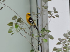 Pheucticus chrysogaster