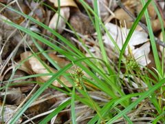 Carex pilulifera