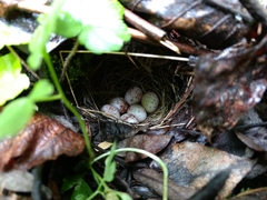 Leiothlypis peregrina