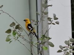 Pheucticus chrysogaster