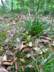 Carex pallescens