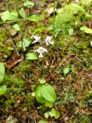 Galearis rotundifolia