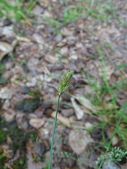 Carex leporina