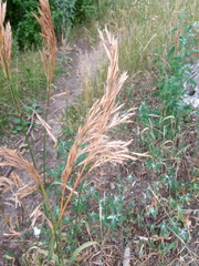 Bromus inermis