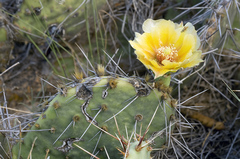 Opuntia tortispina