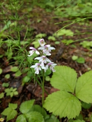 Galearis rotundifolia