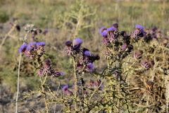 Cynara syriaca