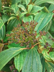 Viburnum davidii