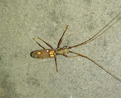 Olenecamptus bilobus