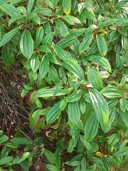 Viburnum davidii