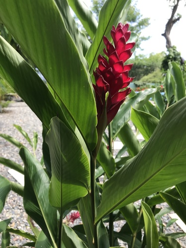 Red Ginger (Alpinia purpurata)